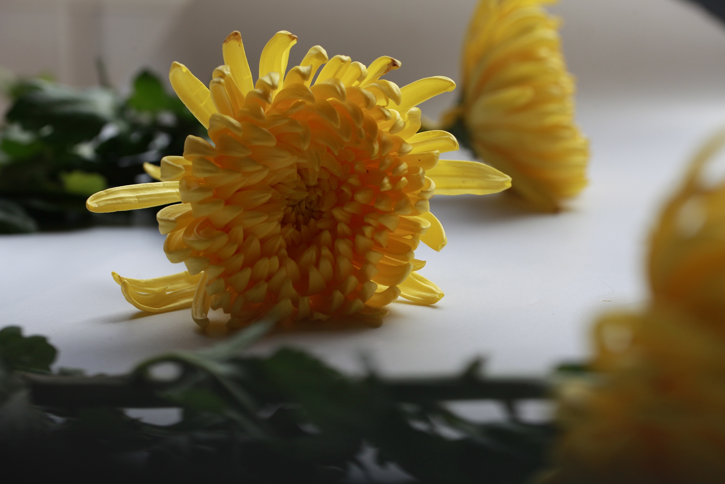 一片叶子两三万？植物消费爆火背后的“阳谋”