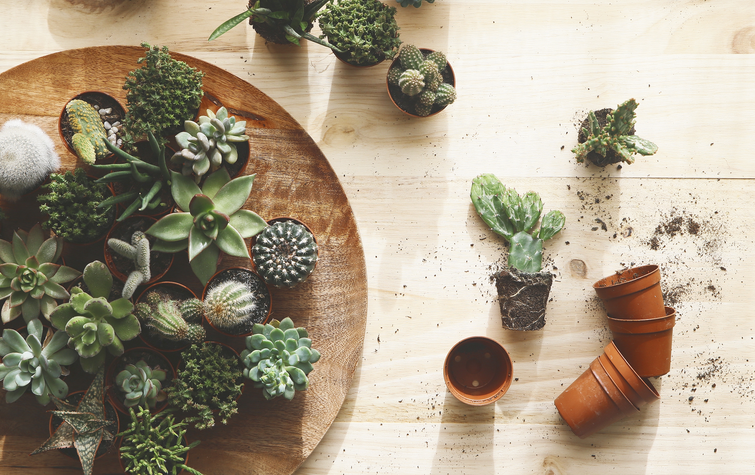 小盆栽大生意，盆栽蔬菜何以撑起几十亿大市场？