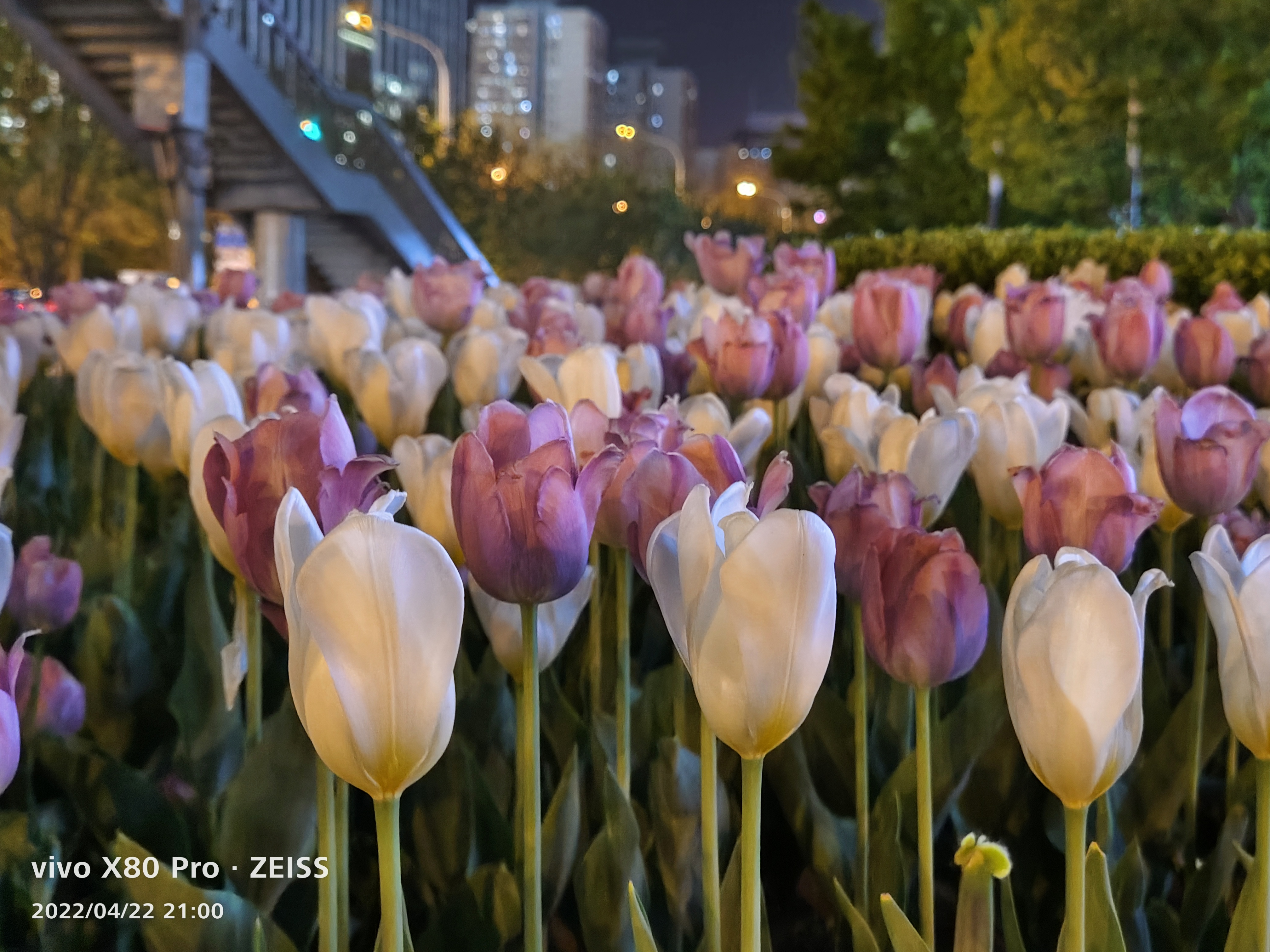 无惧暗夜，随手一拍就成片，vivo X80 Pro拍摄体验