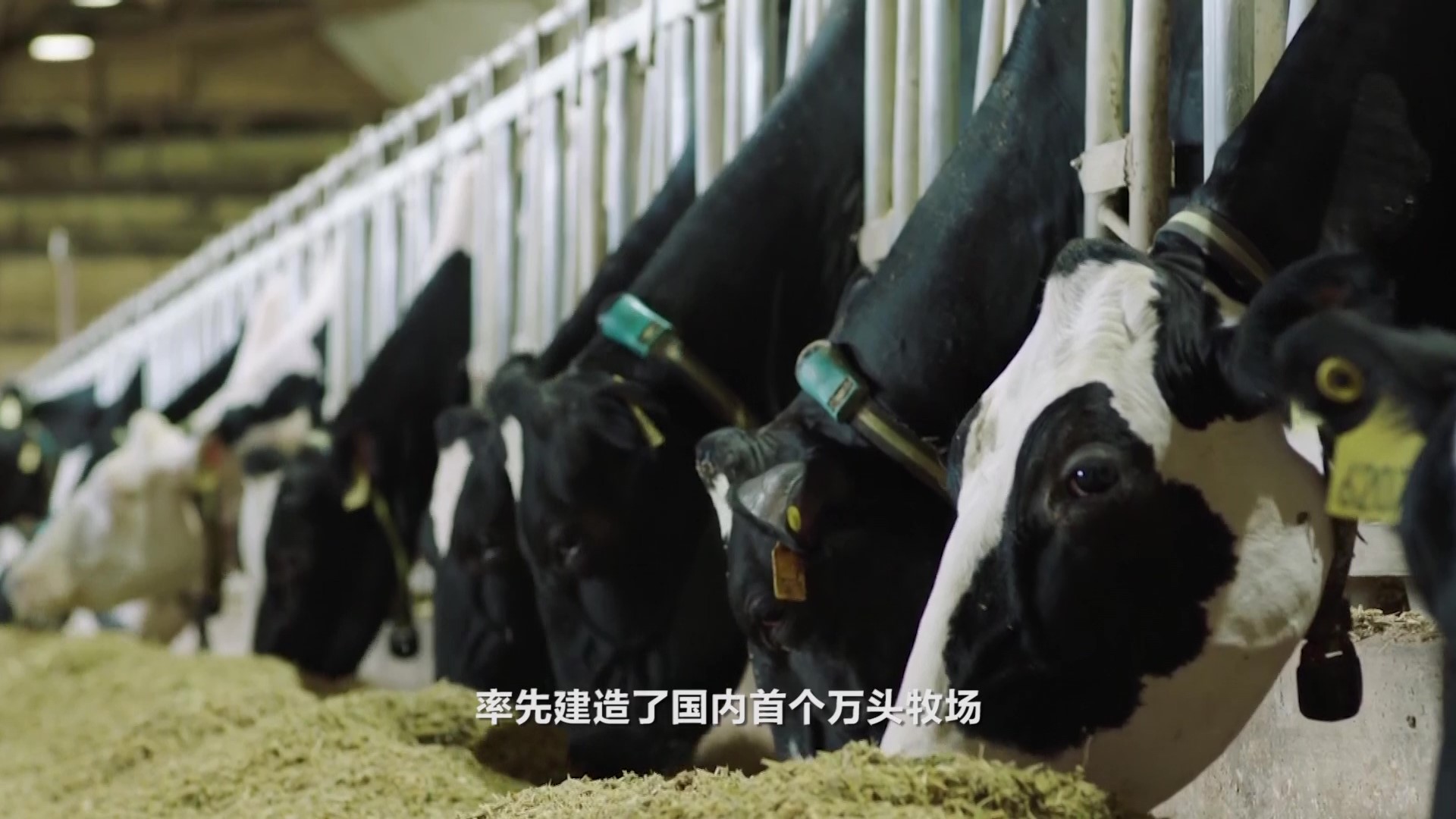 飞鹤自有牧场里的荷斯坦奶牛