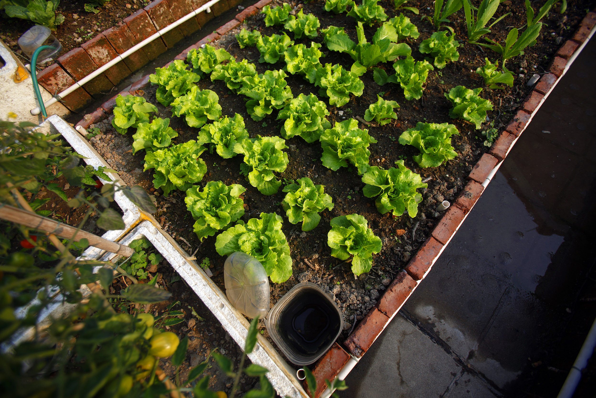 95后成为阳台种菜主力军：“韭菜”们更爱韭菜