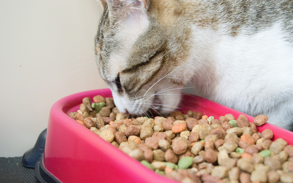 国产宠物粮，慢在「起步」，困在「标签」？