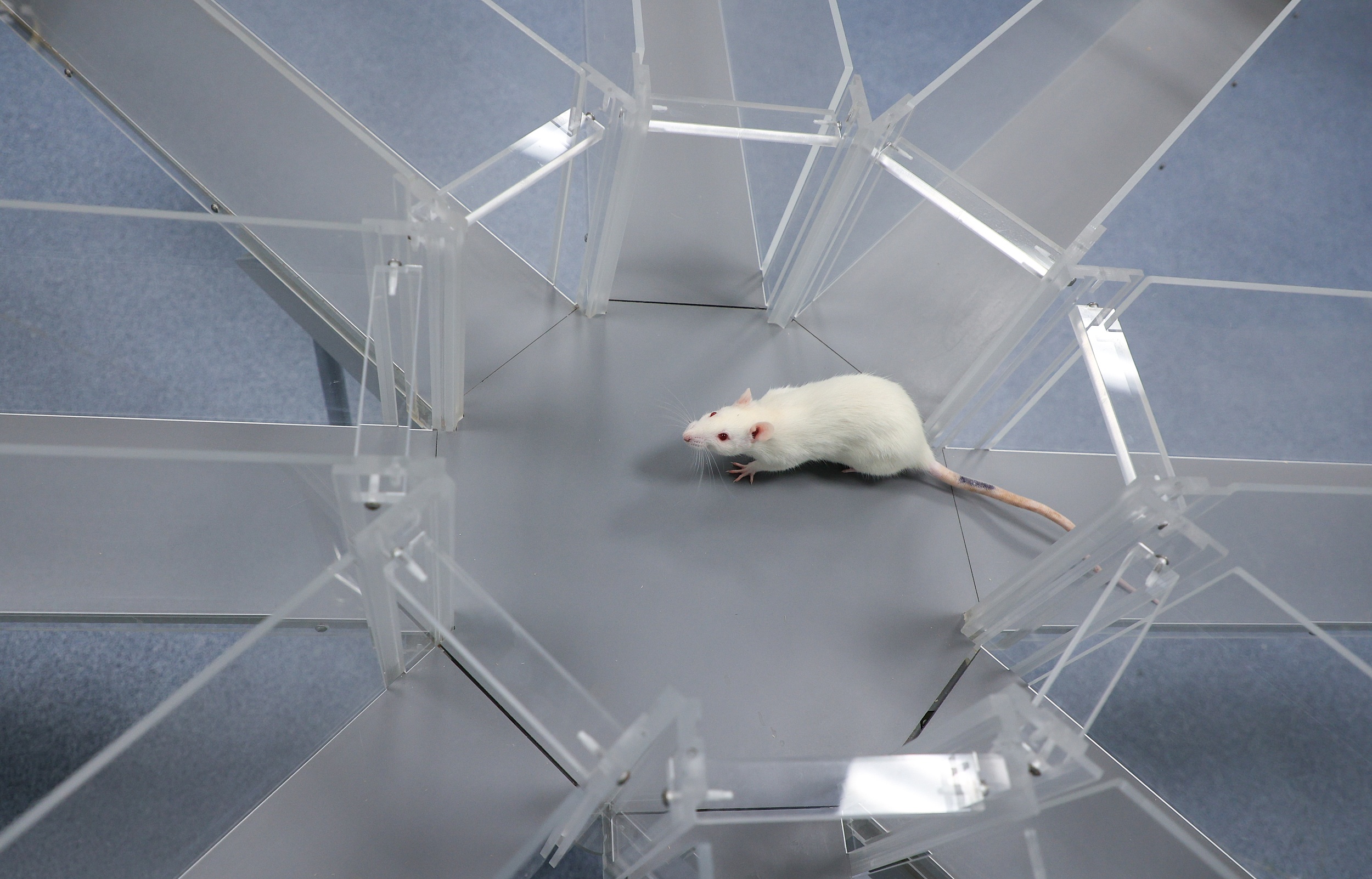 “卖猴子”“卖老鼠”的生意火了：2000亿