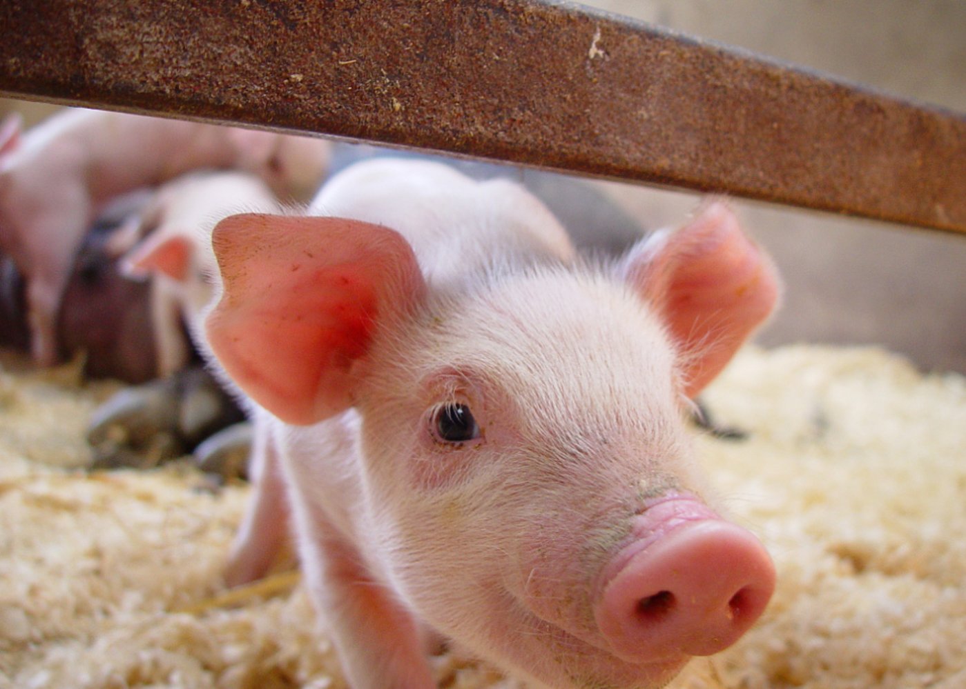 First Cloned Pig Created by Automated Cloning Machine Born in China