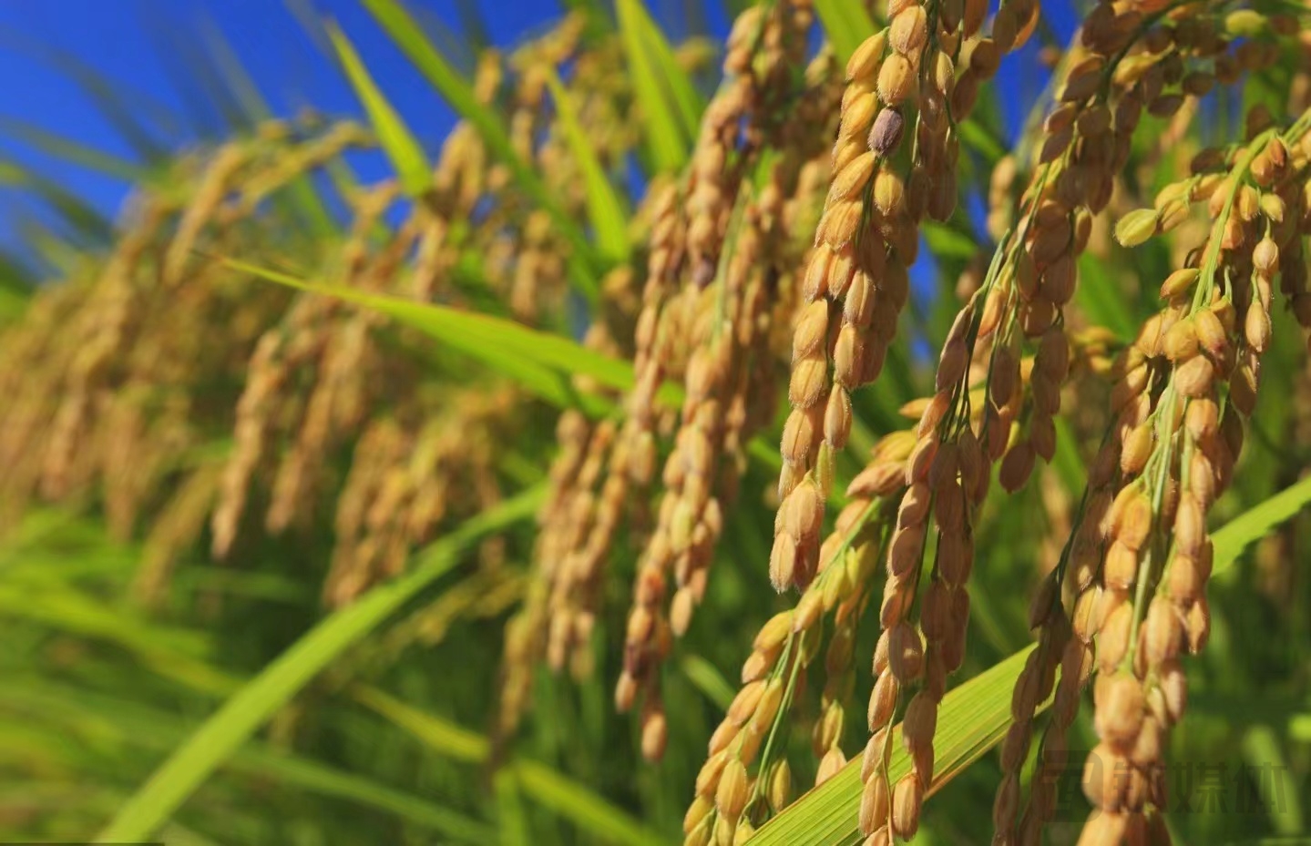 白酒行业首个产区研究院成立，金沙酒业百亿谋略出炉