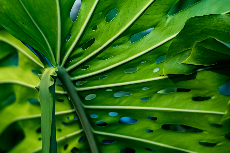 一叶千金，单盆万元：热带植物，年轻人的新奢品