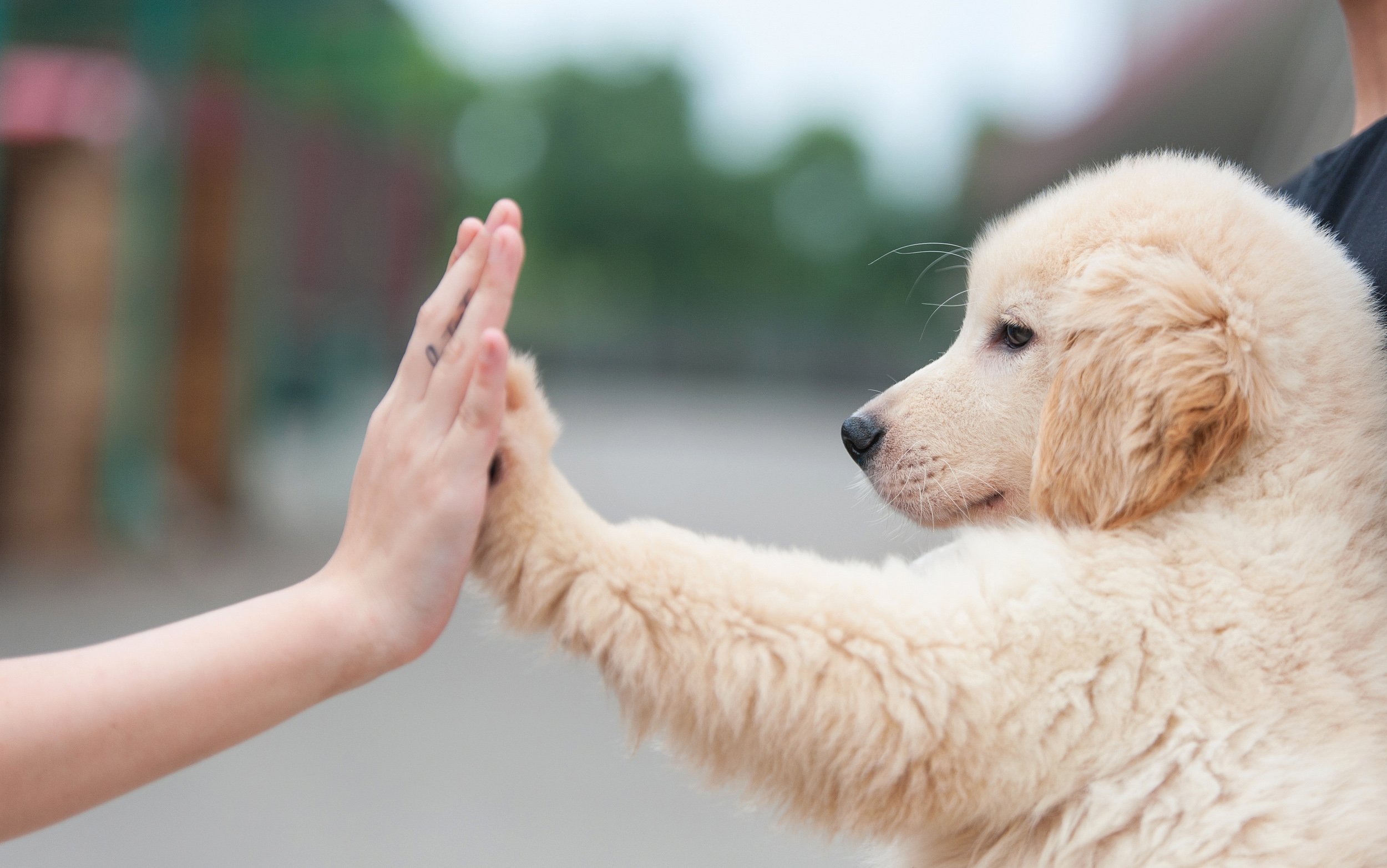 “狗德”培训班的AB面