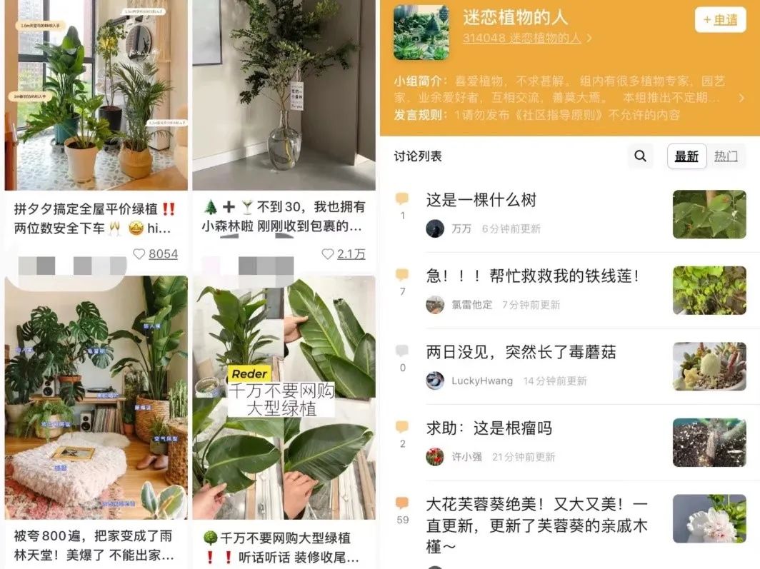从宠物到植物，年轻人总得养点什么