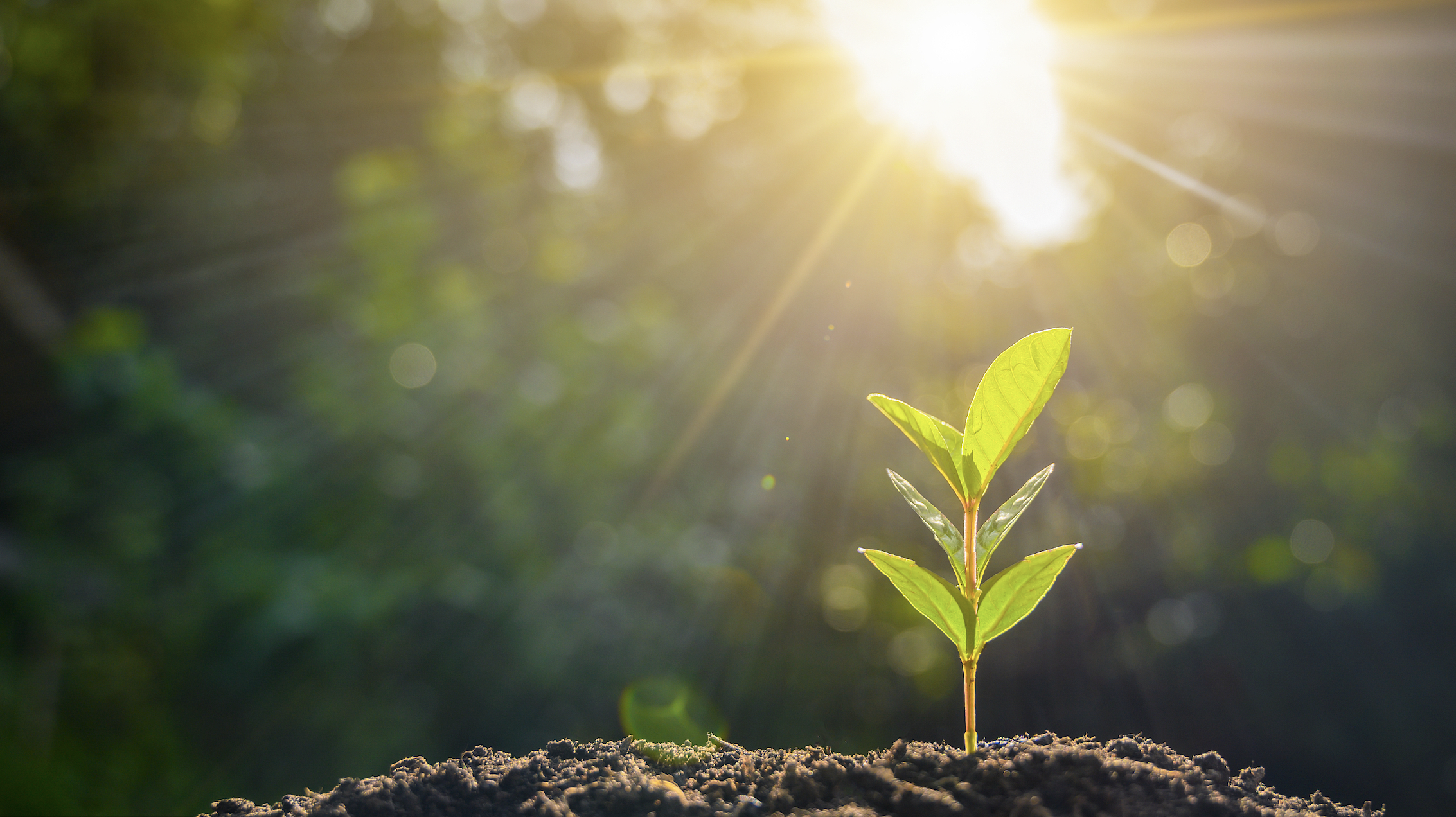 工业大麻冰与火