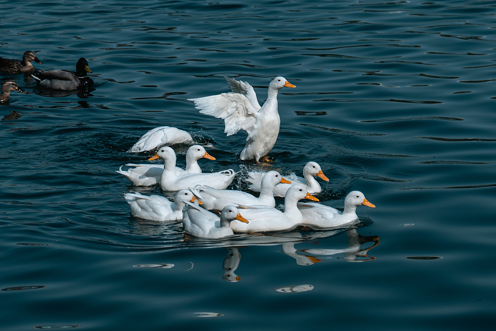 鸡中之王白羽鸡，那谁是鸭王？