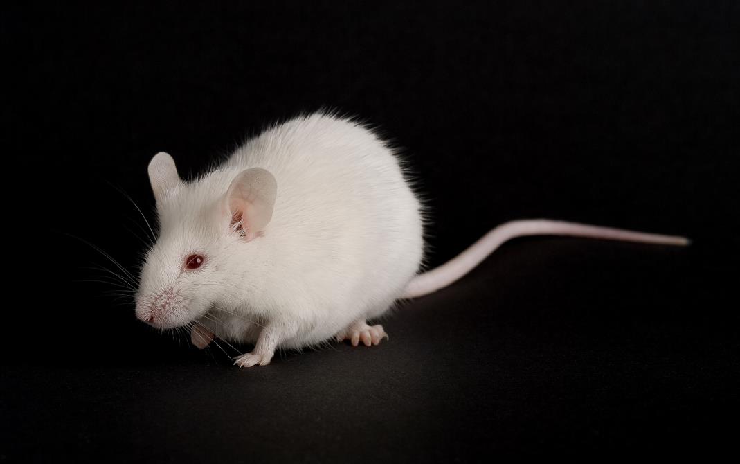 毛利率超茅台，风口下的实验小鼠能飞多久？