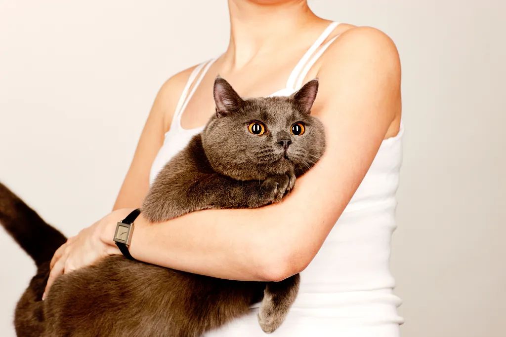 立白大小姐盯上铲屎官的钱包