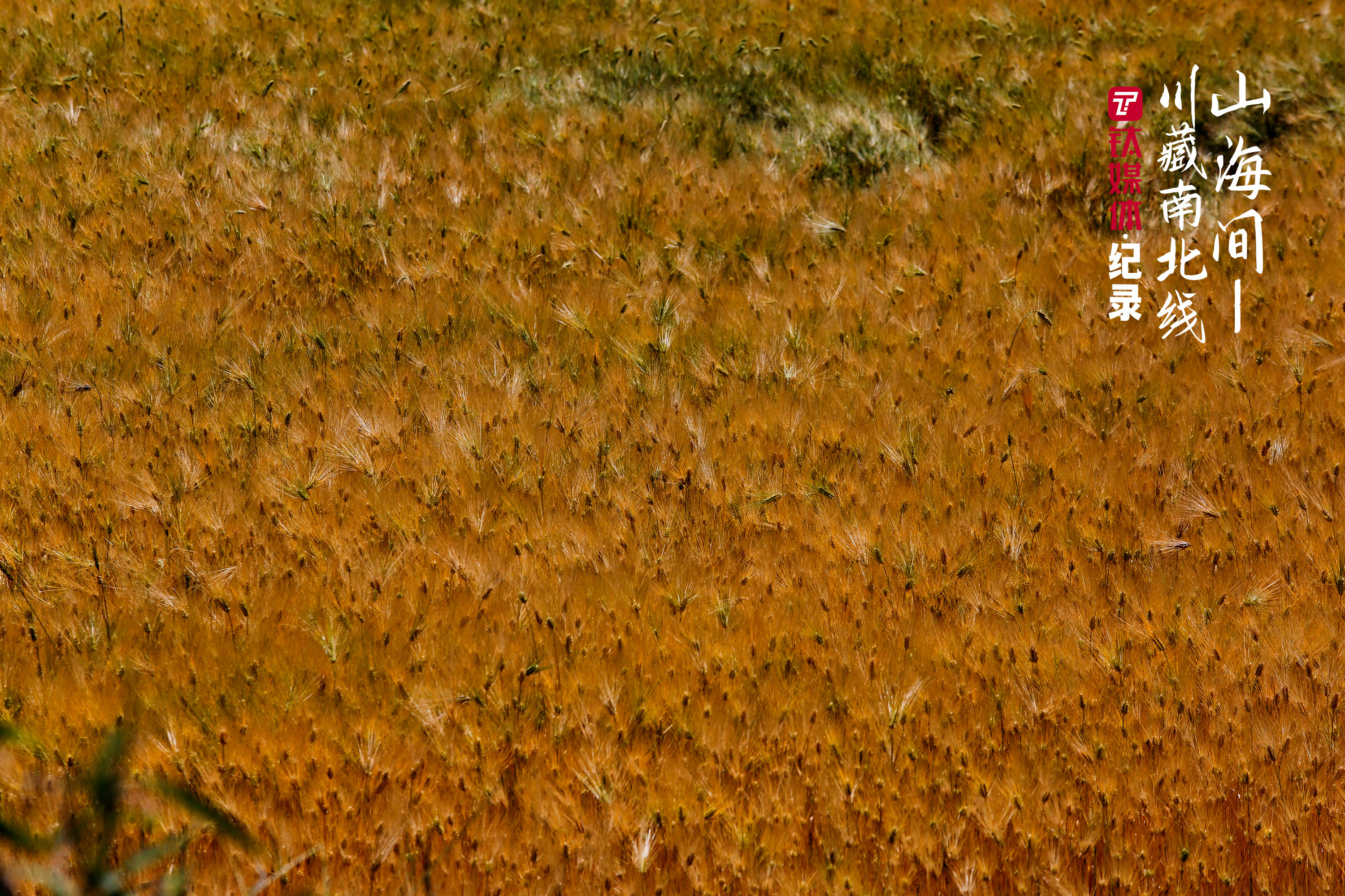 川藏线国道旁，成熟的庄稼。