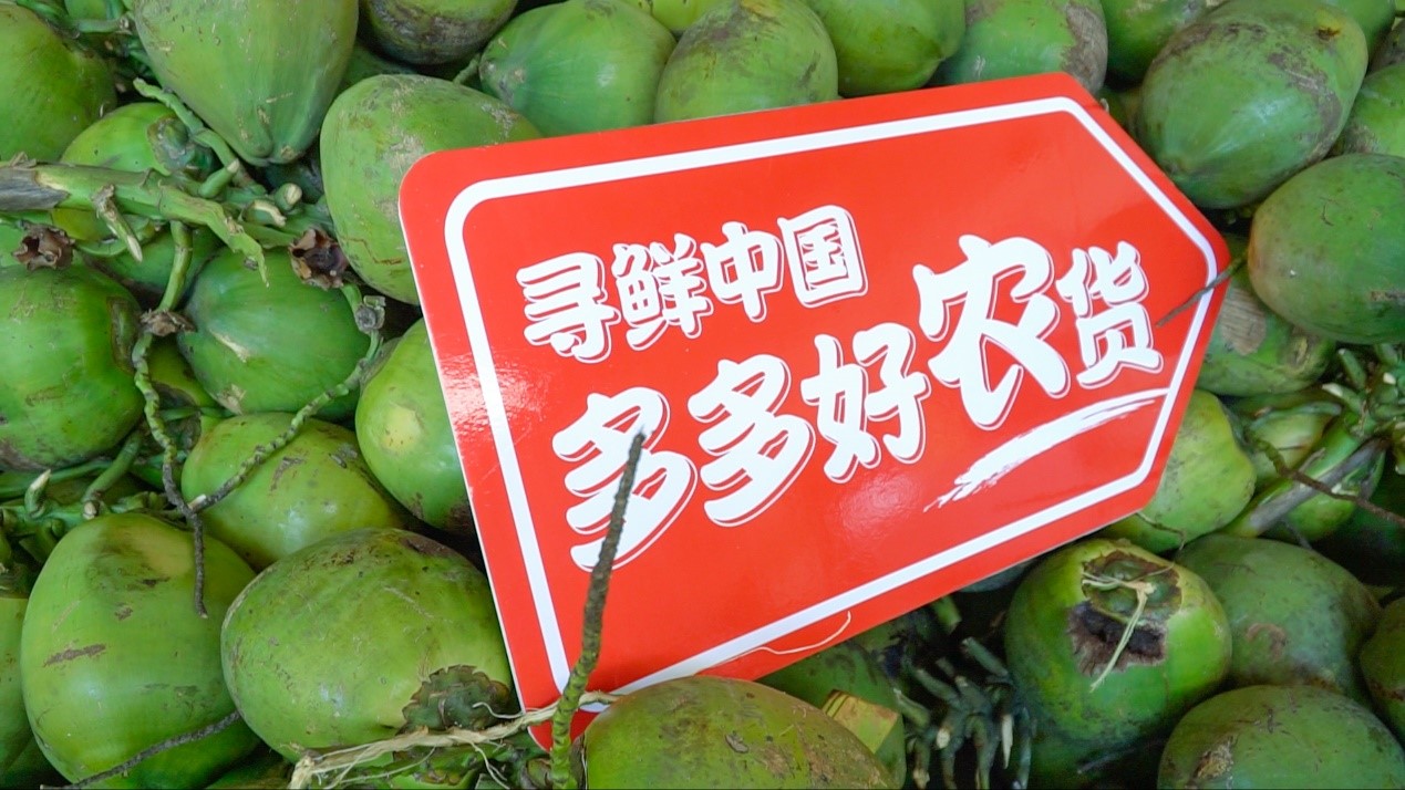 有&ldquo;椰乡&rdquo;之称的海南文昌是国内椰子的优势产区，也是拼多多椰子的重要货源地。柯布｜摄