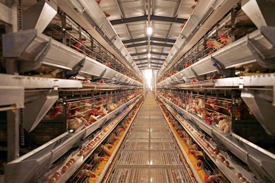 （图片来源：黄天鹅）