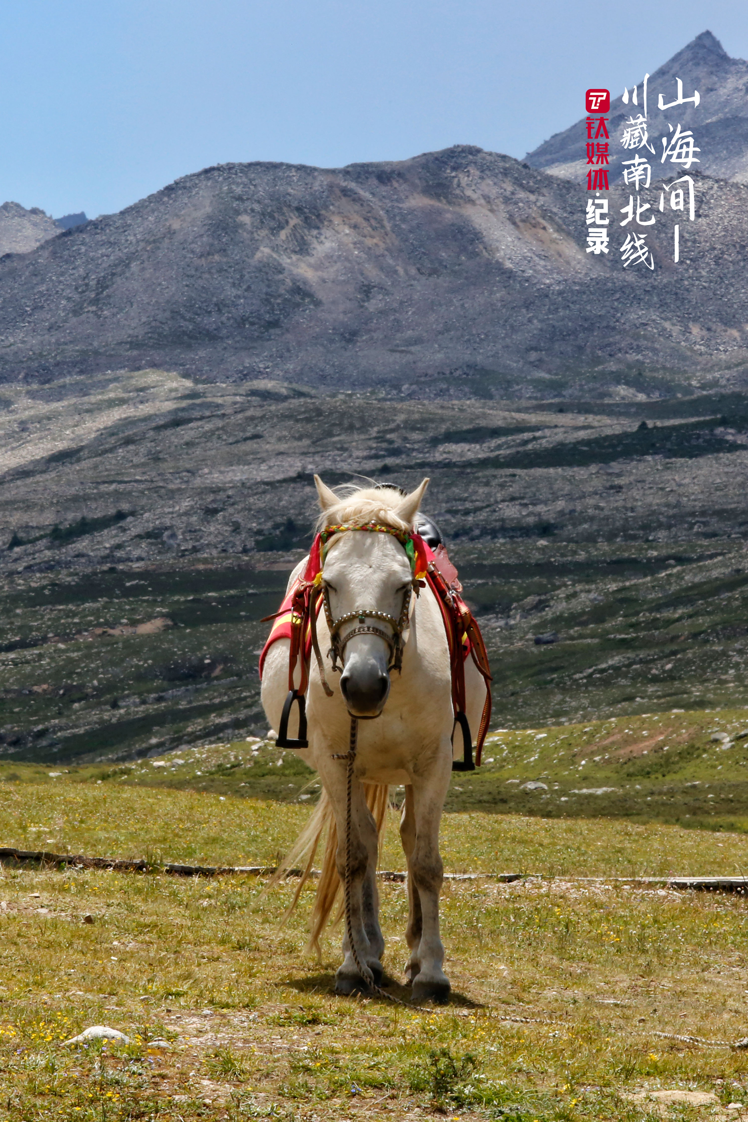 紅海子景區(qū)內(nèi)，一匹&ldquo;閉目養(yǎng)神&rdquo;的馬。