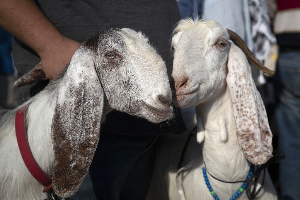 惊动马化腾的小游戏，《羊了个羊》还能火多久？