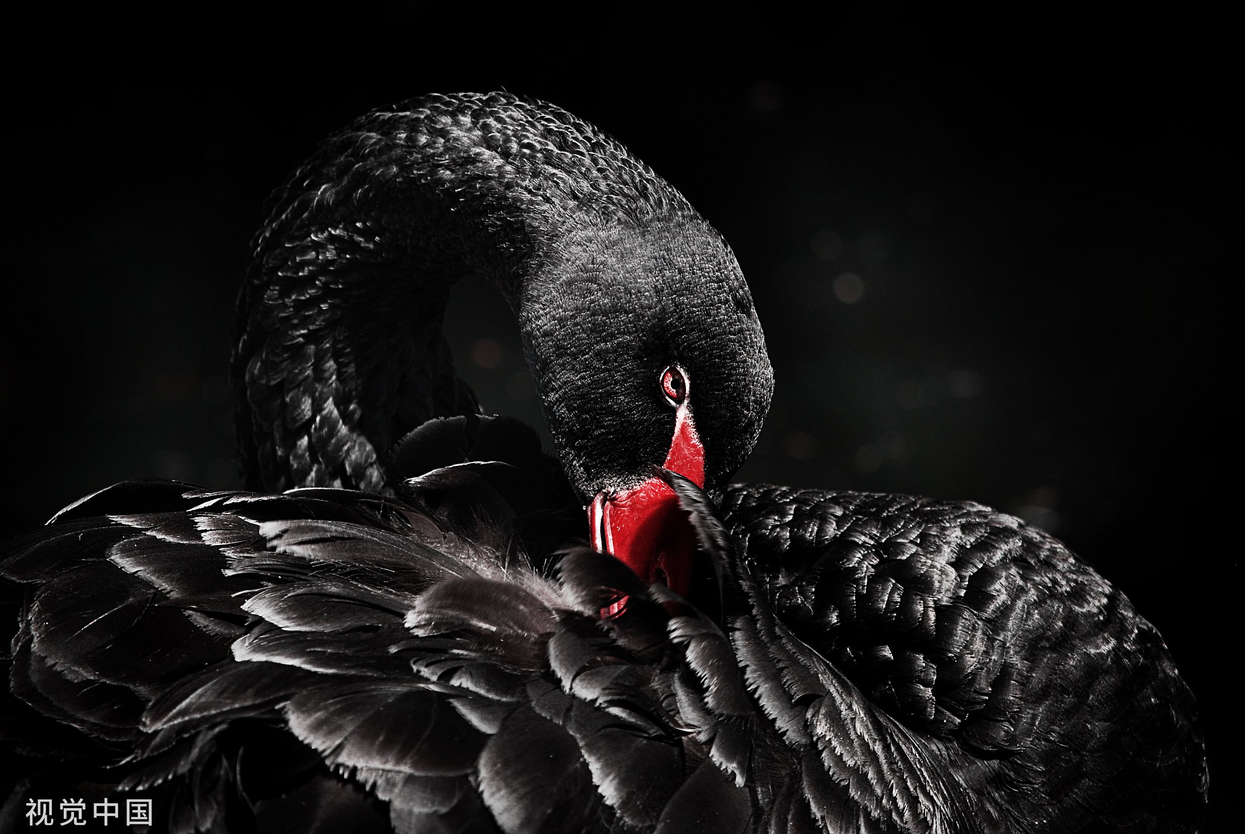 概念炒作“熄火”，天鹅股份连“吃”两跌停