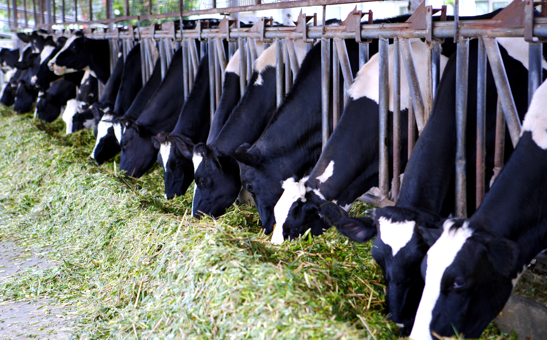 中国农业数字化，乳业能否打响第一枪？