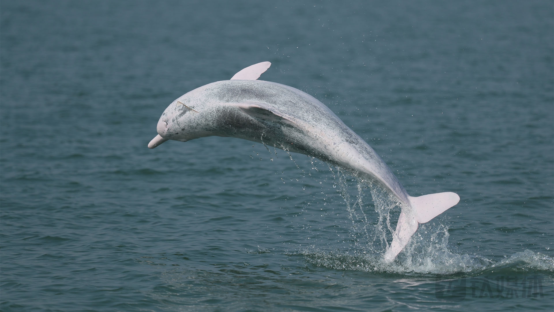 iDOLPHIN官网的白海豚影像