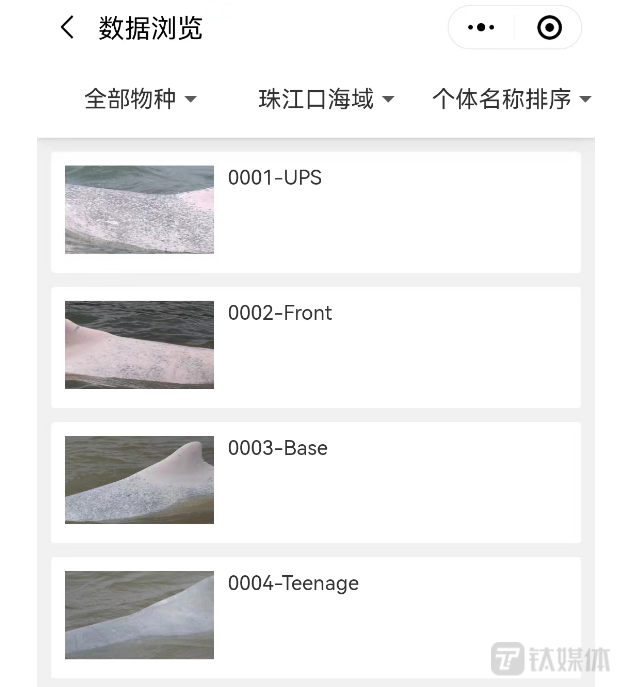 每个海豚个体在数据库中都有自己的名字