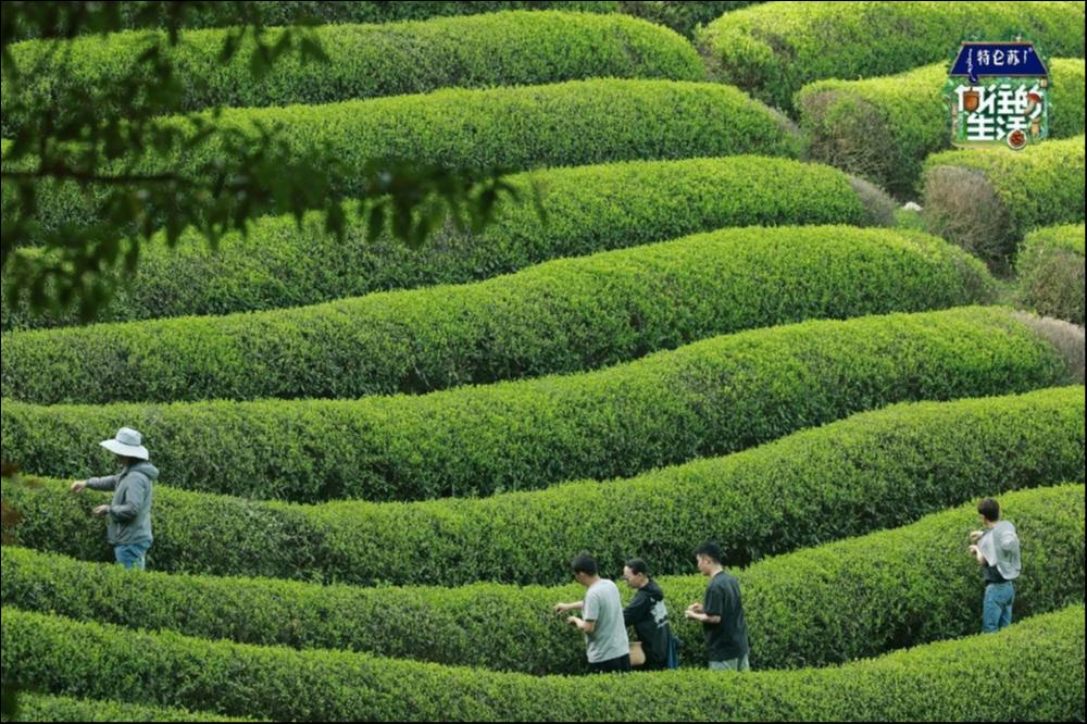 离职前没有心思上班，所以《向往的生活》又好看了