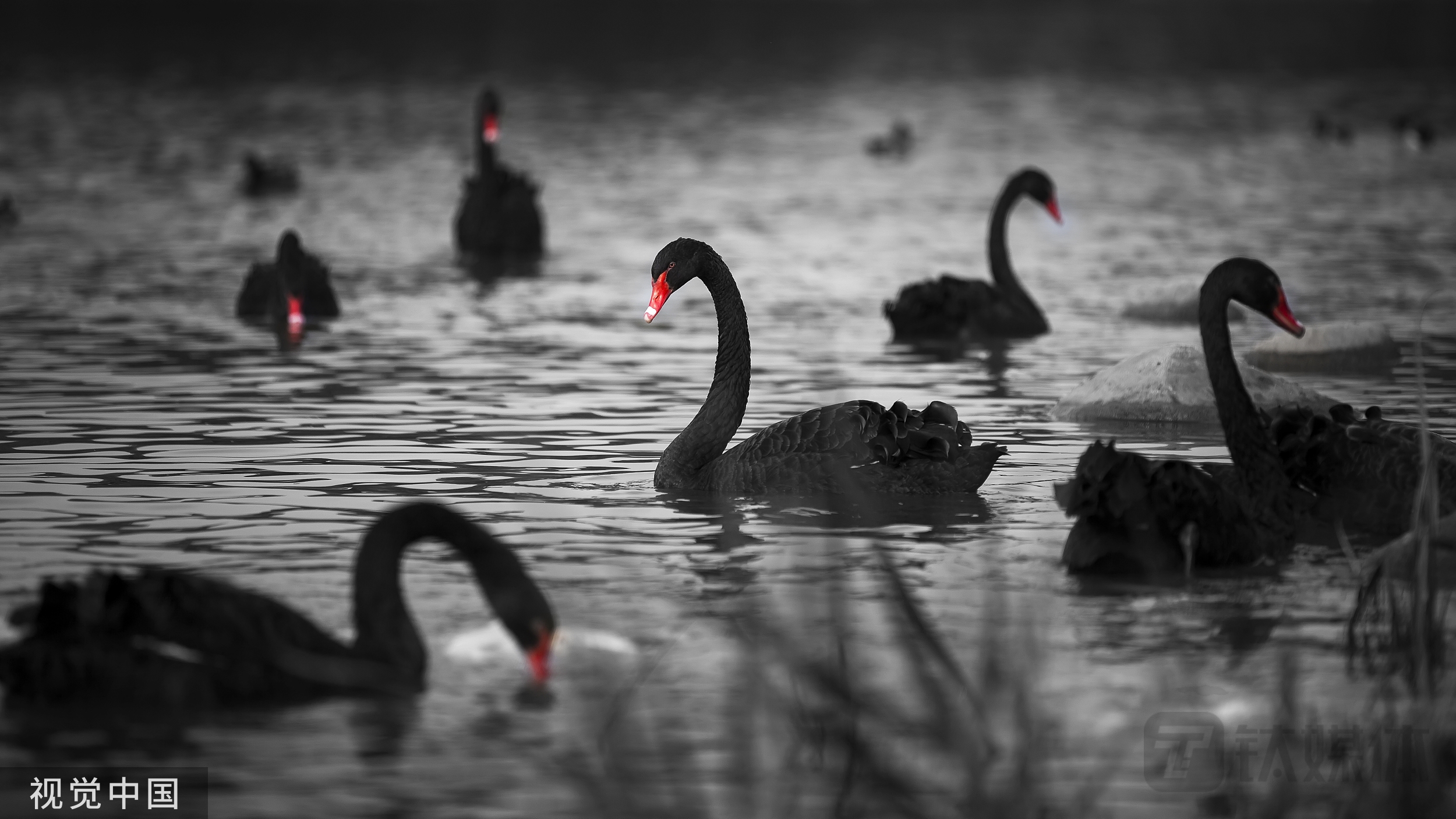 纳思达：突遭“黑天鹅”，股价一度逼近跌停，尾盘回升信心依然不足