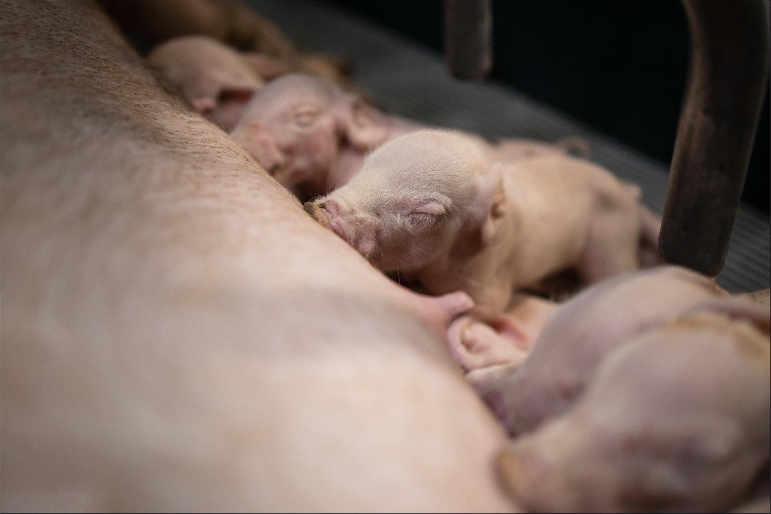 商品猪每头亏近300、仔猪限价令价格倒挂，猪企去产能迎阵痛期｜马上评