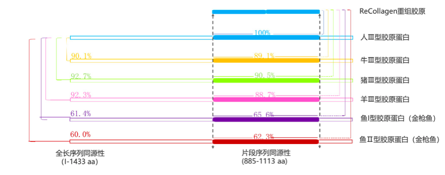 不同类型的胶原蛋白序列与人III型胶原蛋白同源性对比，来源于创建医疗官网