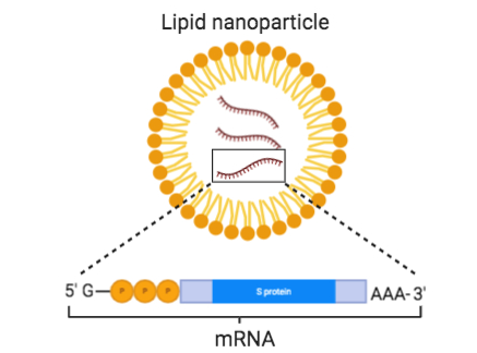 诺贝尔奖颁给mrna疫苗技术预示着未来医学会带来哪些巨变