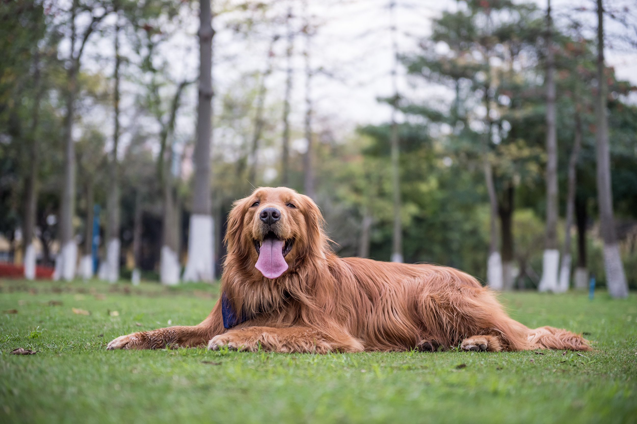 从藏獒到哈士奇，谁在城里养大型犬？