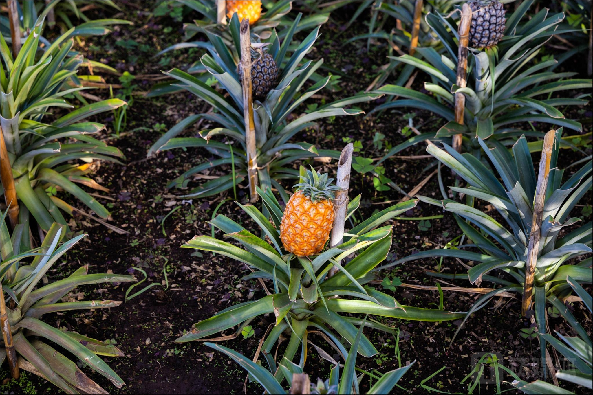 海通证券研报：公募基金长期业绩优异大概率是短期业绩之敌