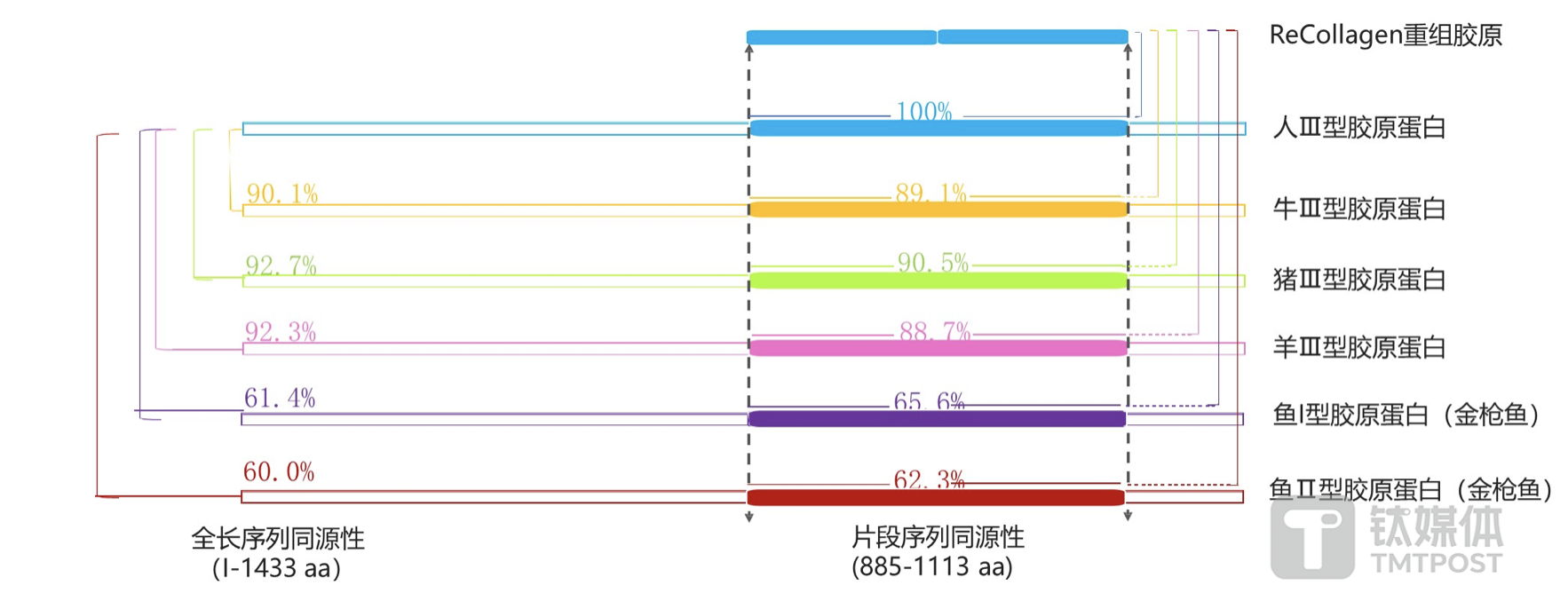 不同类型胶原蛋白与人体胶原蛋白同源性比例，来源于创健医疗官网