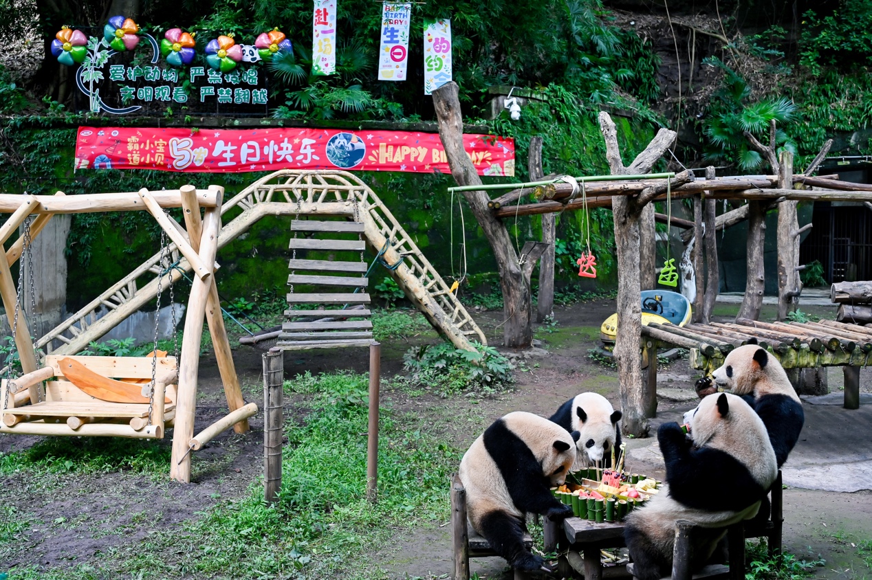 四喜丸子团坐吃蛋糕