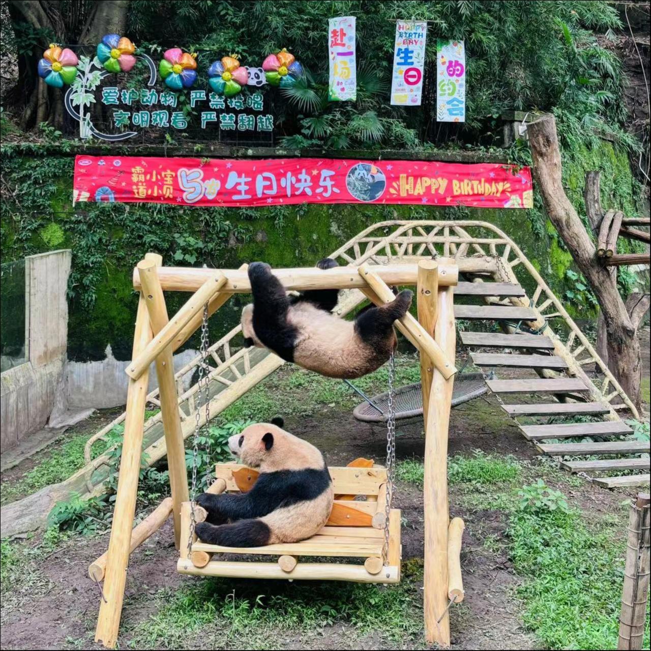 卫龙为大熊猫送上的辣椒秋千