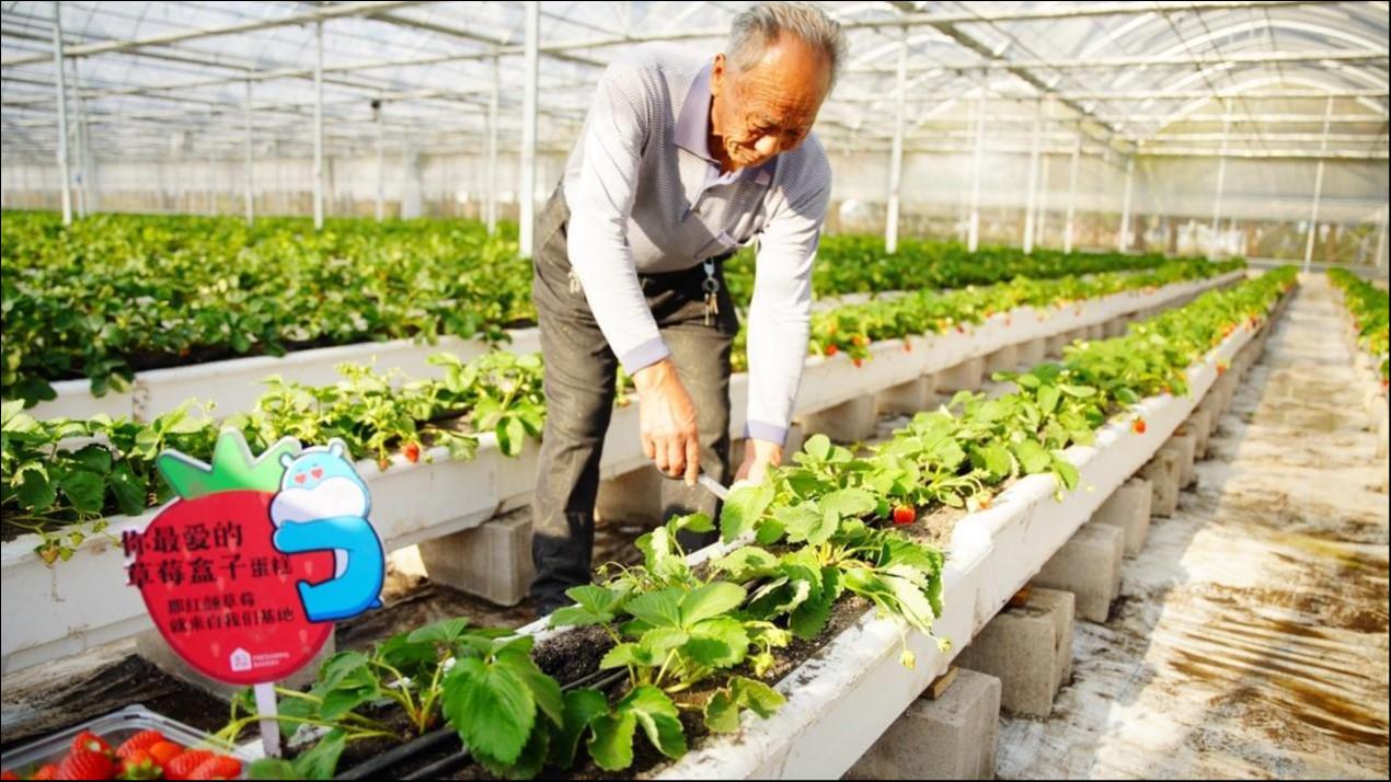 盒马为草莓盒子蛋糕种植草莓；图片来源：盒马鲜生