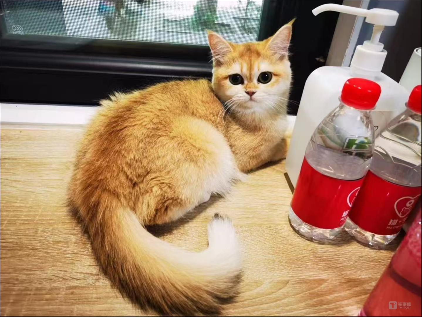 你养的宠物猫，正在暴露你的钱包余额