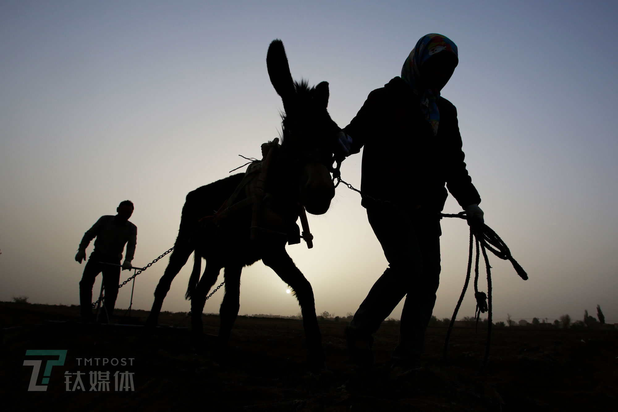5月16日早上06:15，天剛亮不久，薛志明和妻子就已經(jīng)趕著毛驢下地了。
