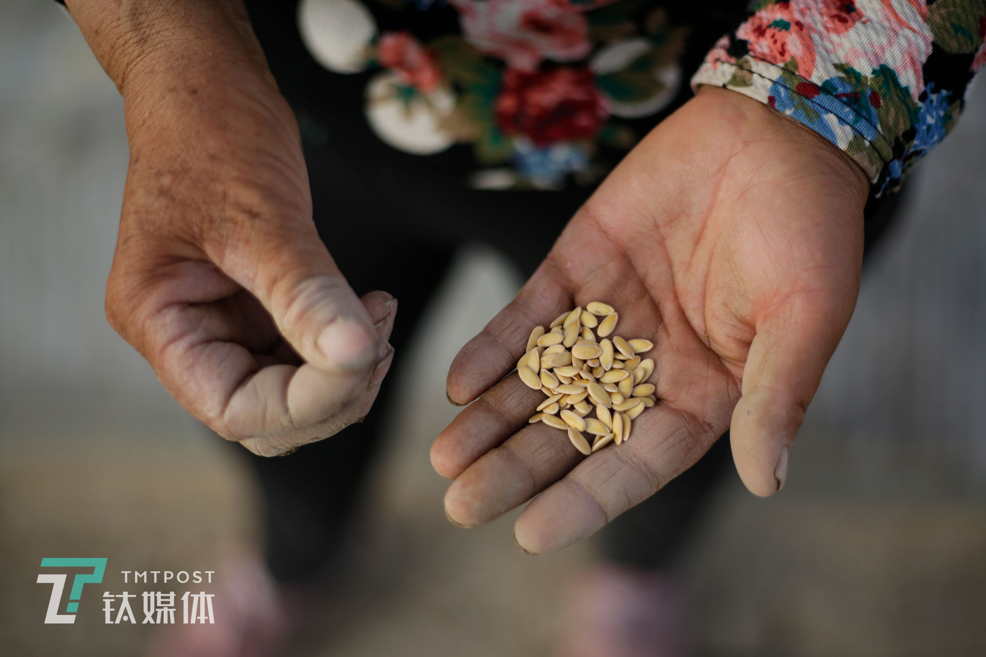 民勤蜜瓜種子。