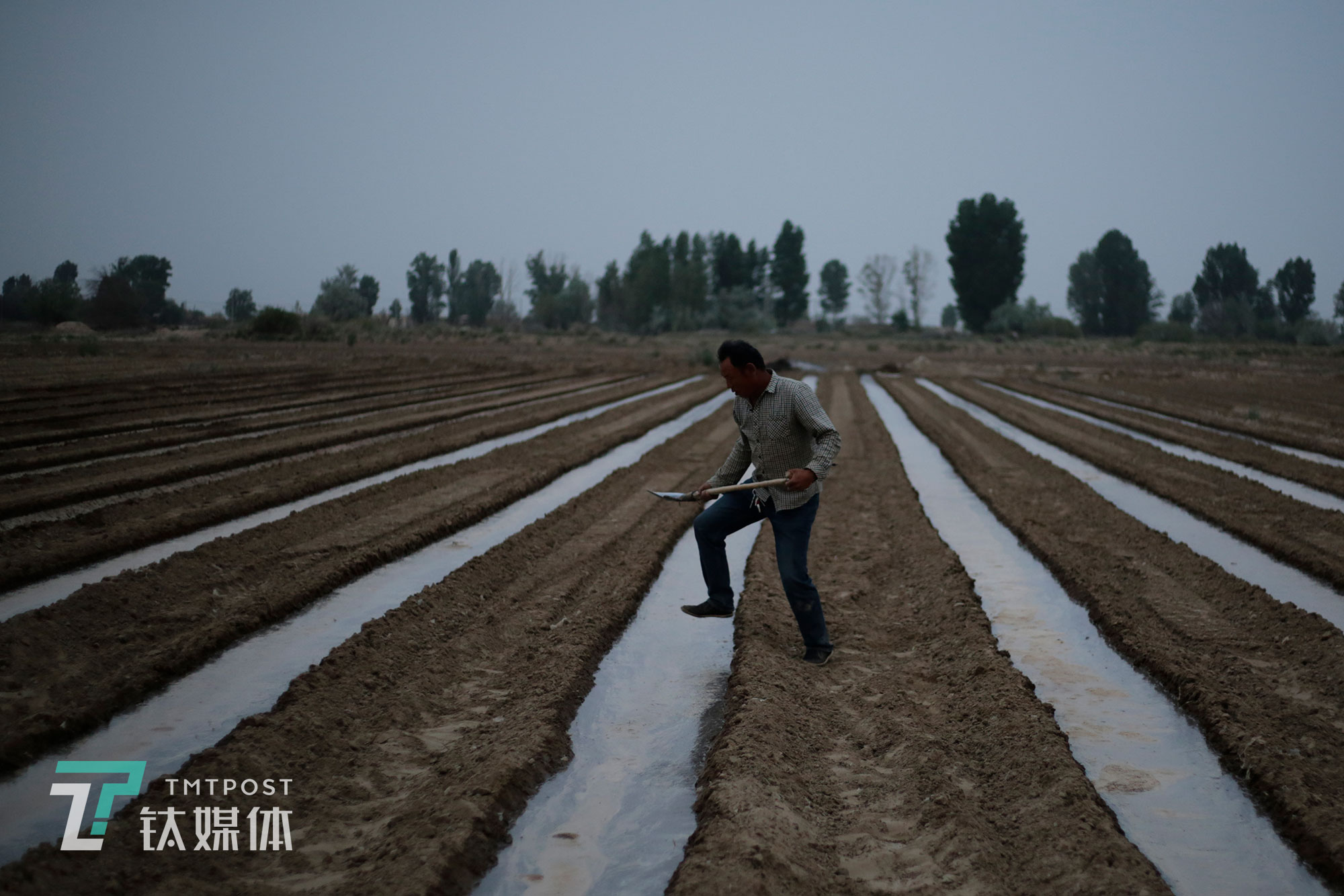 薛志明在引完水的地里巡查，確保地溝的水在安全位置。播種前，一塊地要&ldquo;喂&rdquo;兩次水，這是為了使土壤涵養(yǎng)水分并定型。當(dāng)?shù)貧夂蚋珊?、土壤偏沙質(zhì)，水引進(jìn)地里，只要不到兩個(gè)小時(shí)就會(huì)全部滲完。