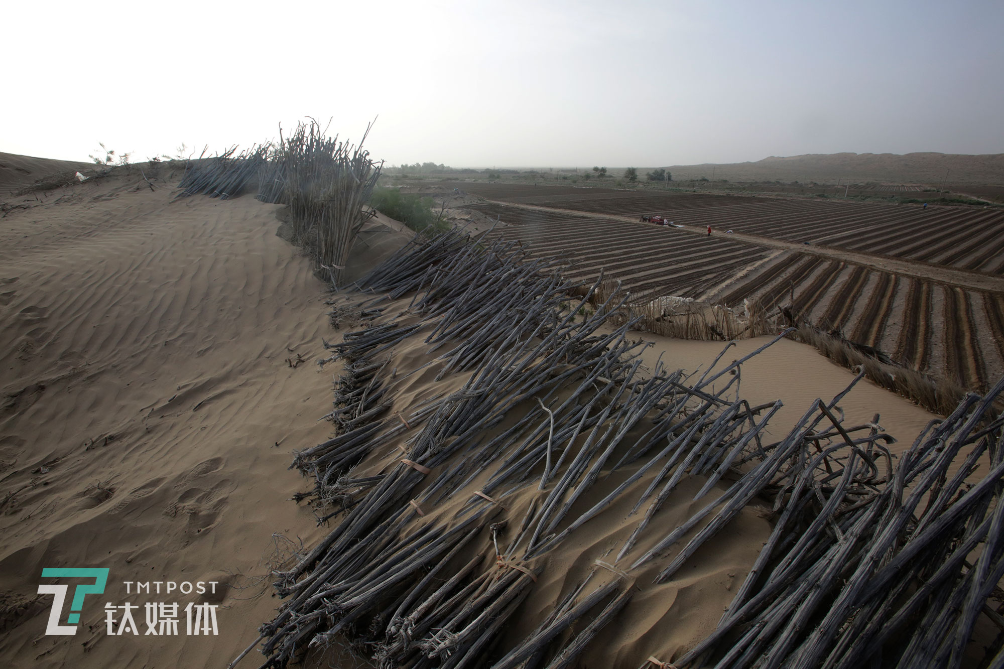 為了防沙固沙，瓜農(nóng)還在沙丘上鋪放了收割來(lái)的向日葵桿。