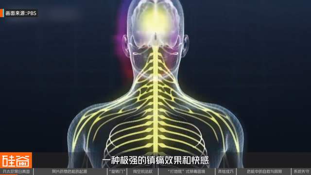 失控的芬太尼：药物滥用背后的权力、金钱与死亡