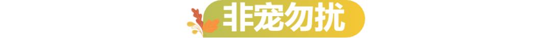 逃避催婚的年轻人们，正忙着帮宠物相亲