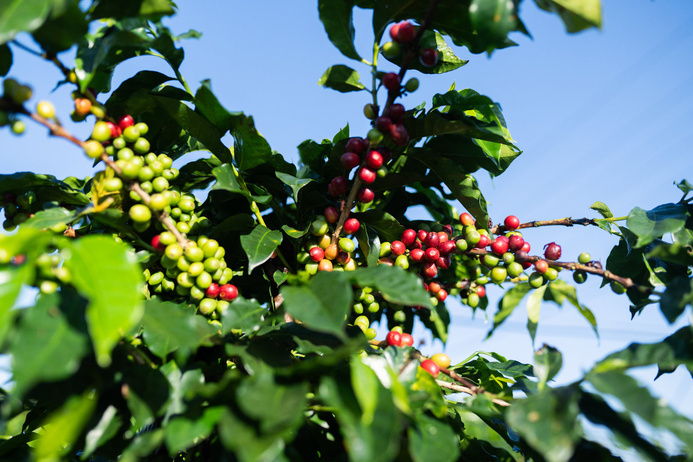 咖啡豆价格创历史新高,云南咖啡豆的机遇要来了吗?