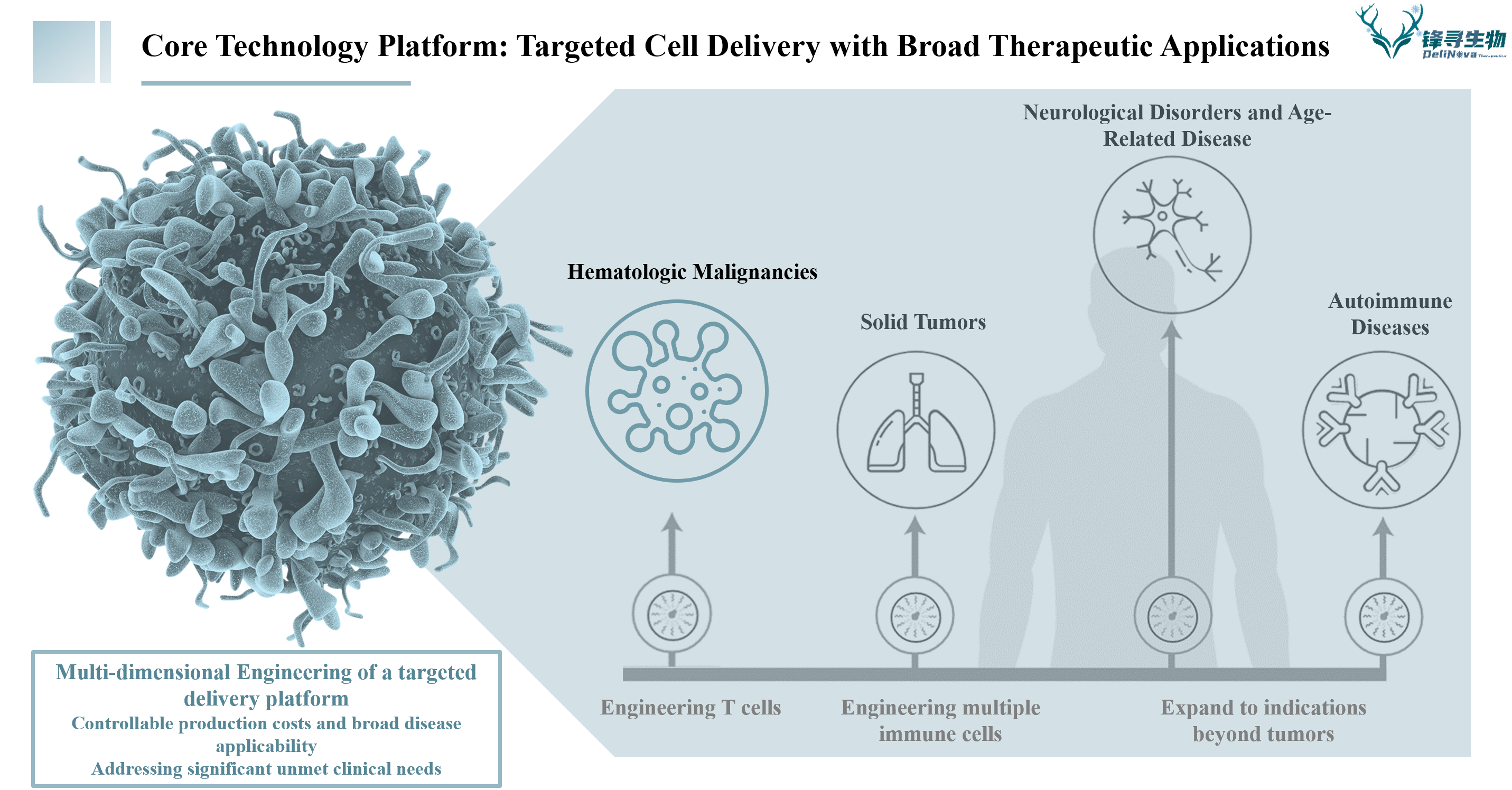 锋寻生物完成近6000万元种子轮及天使轮融资，加速体内CAR-T疗法临床转化 | 融资首发