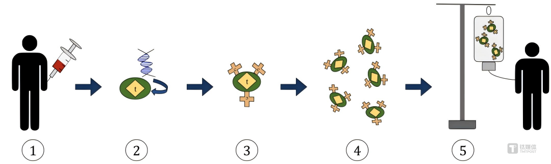 路径：从患者血液内分离T细胞（标识为T）&mdash;为T细胞引入具有嵌合抗原受体（标识为C）编码的基因&mdash;经过改造的T细胞现以可对特定的抗原做出反应&mdash;在组织培养中扩增经过改造的T细胞&mdash;为患者输入增经过改造的T细胞；图源：维基百科