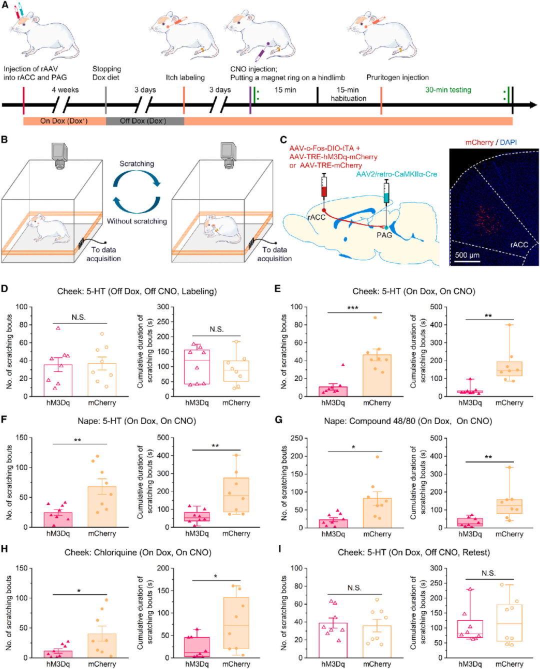 痒到抓狂？陆军医隋建峰/李红丽/吴广延团队发现抑制瘙痒的关键神经环路，为治疗慢性瘙痒提供新靶点