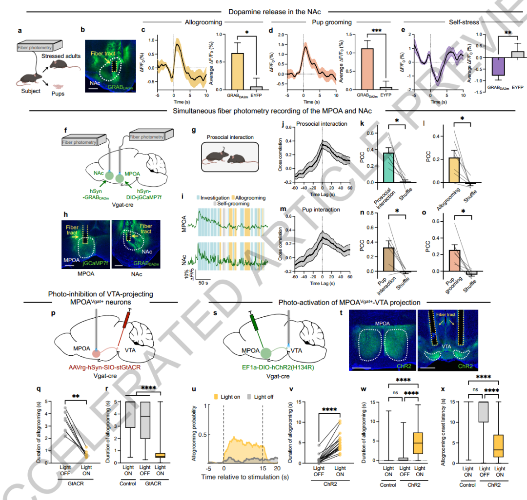 Science之后又发Nature， UCLA洪暐哲解密：为什么“好爸妈”往往也是“热心肠”？