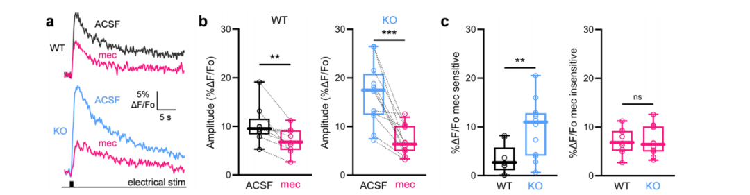 Nat Commun：以色列科学家揭示纹状体内调控5-羟色胺产生“愉悦感”的新神经通路