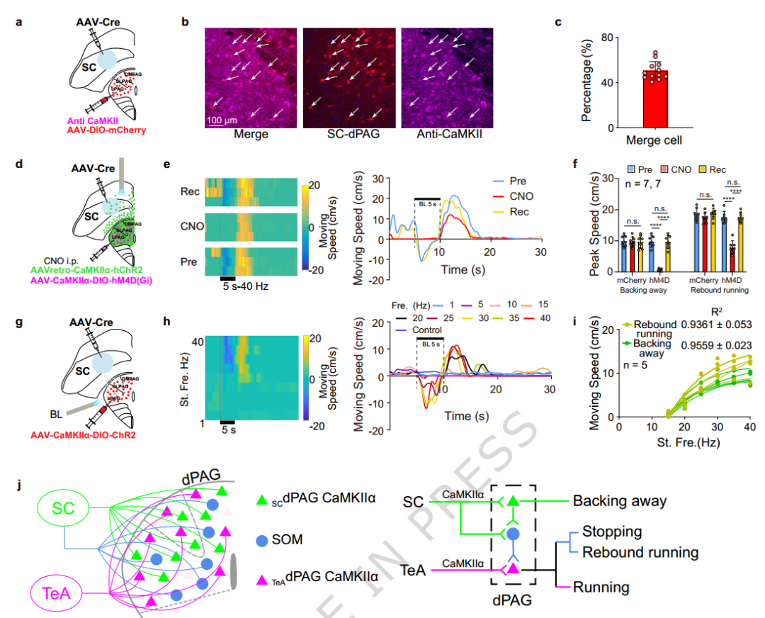 Nat Commun：为什么你能流畅地跑、退、停、转身？南方医肖中举等揭示小鼠四大运动行为的神经转换机制